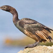 Pelagic Cormorant